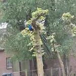 Pauwenhof * Klaaswaal