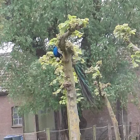 Pauwenhof * Klaaswaal