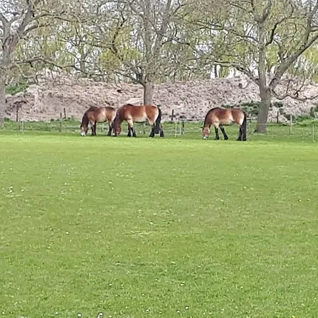 Pauwenhof * Klaaswaal